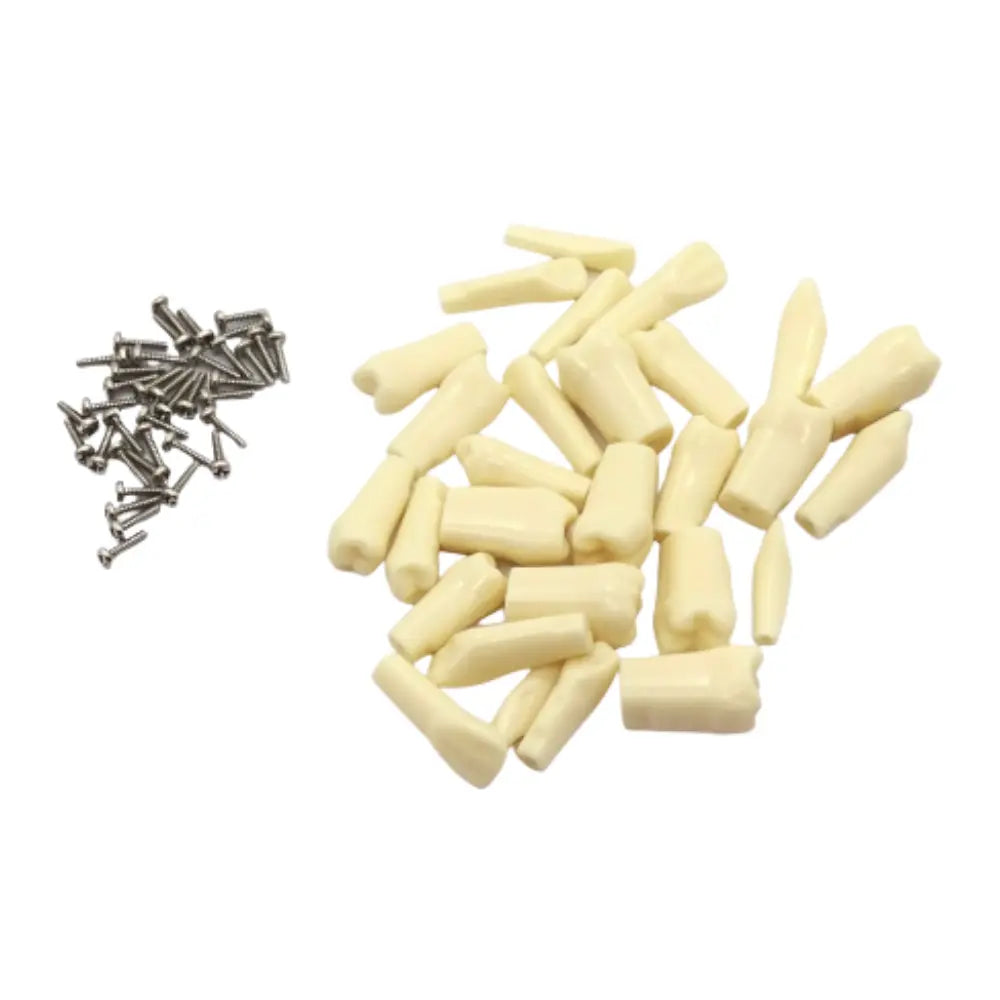 ProTrainer Adulto TN-A8012 Tipodonto Tipo Nissin 32 Dientes Y Repuestos DT
