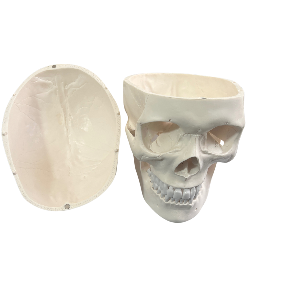 Craneo Anatomico Profesional