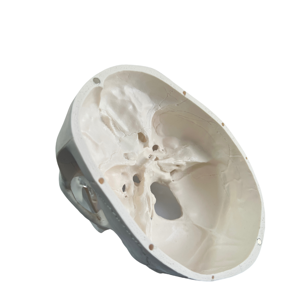 Craneo Anatomico Profesional