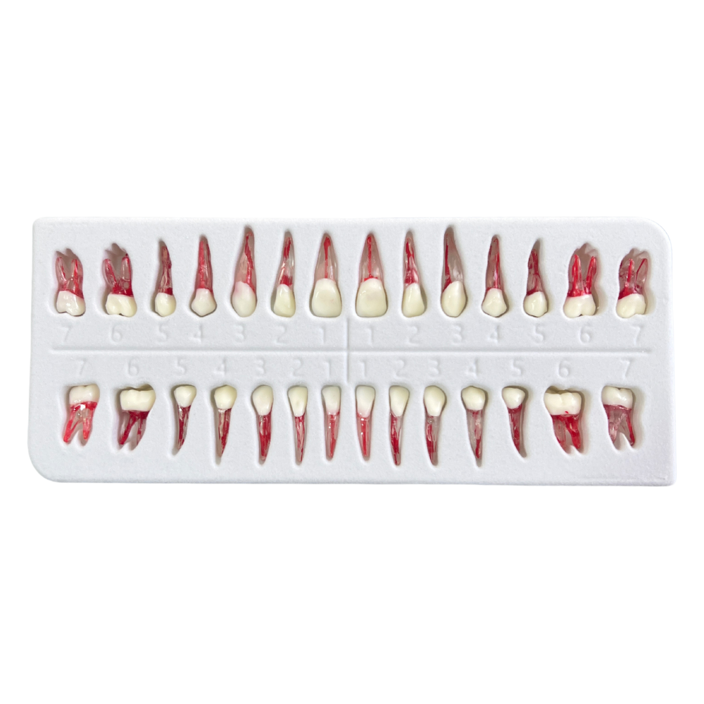 Dientes C/ Pulpa C/28 DT