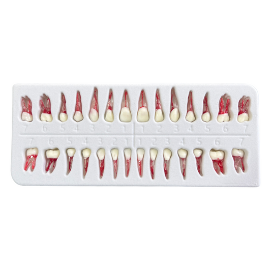 Dientes C/ Pulpa C/28 DT