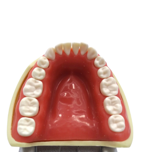 Tipodonto Adulto 28 Dientes TN-A8011 Tipo Nissin DT