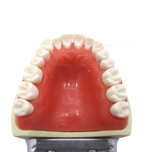 Tipodonto Adulto 28 Dientes TN-A8011 Tipo Nissin DT