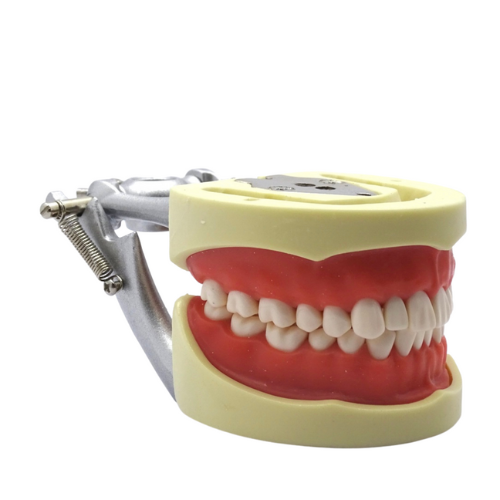 Tipodonto Adulto 28 Dientes TN-A8011 Tipo Nissin DT