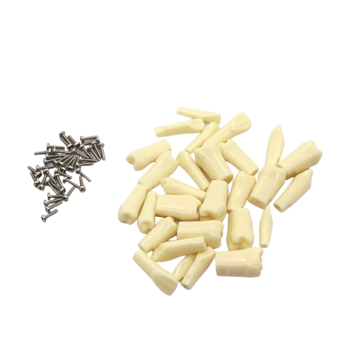 Dientes Repuesto Tipodonto DT TN-A8011 Adulto 28 Pzas (Estilo Nissin)