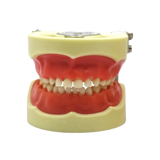 Tipodonto Infantil 24 Dientes TN-A7014 Tipo Nissin DT