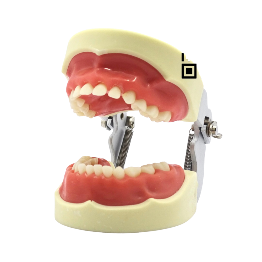 Tipodonto Infantil 24 Dientes TN-A7014 Tipo Nissin DT