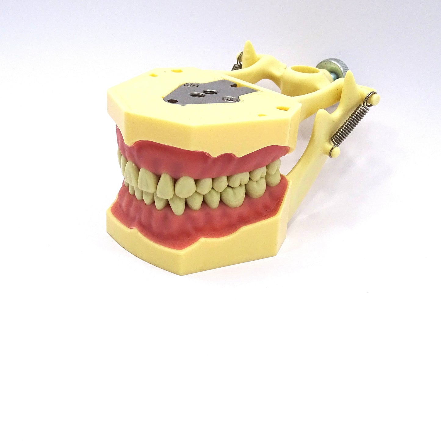 Tipodonto Adulto 32 Dientes TF-A8014-2 Tipo Frasaco DT