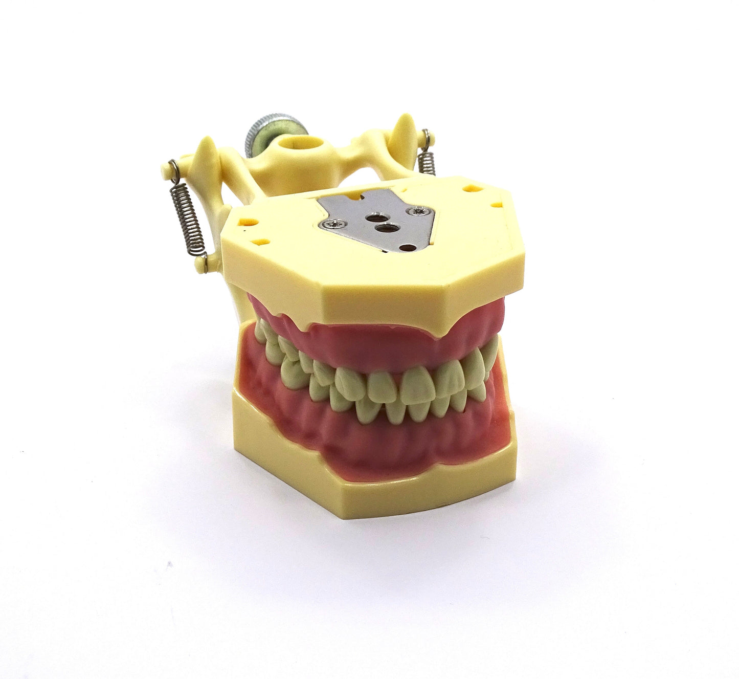 Tipodonto Adulto 28 Dientes TF-A8013-2 Tipo Frasaco DT