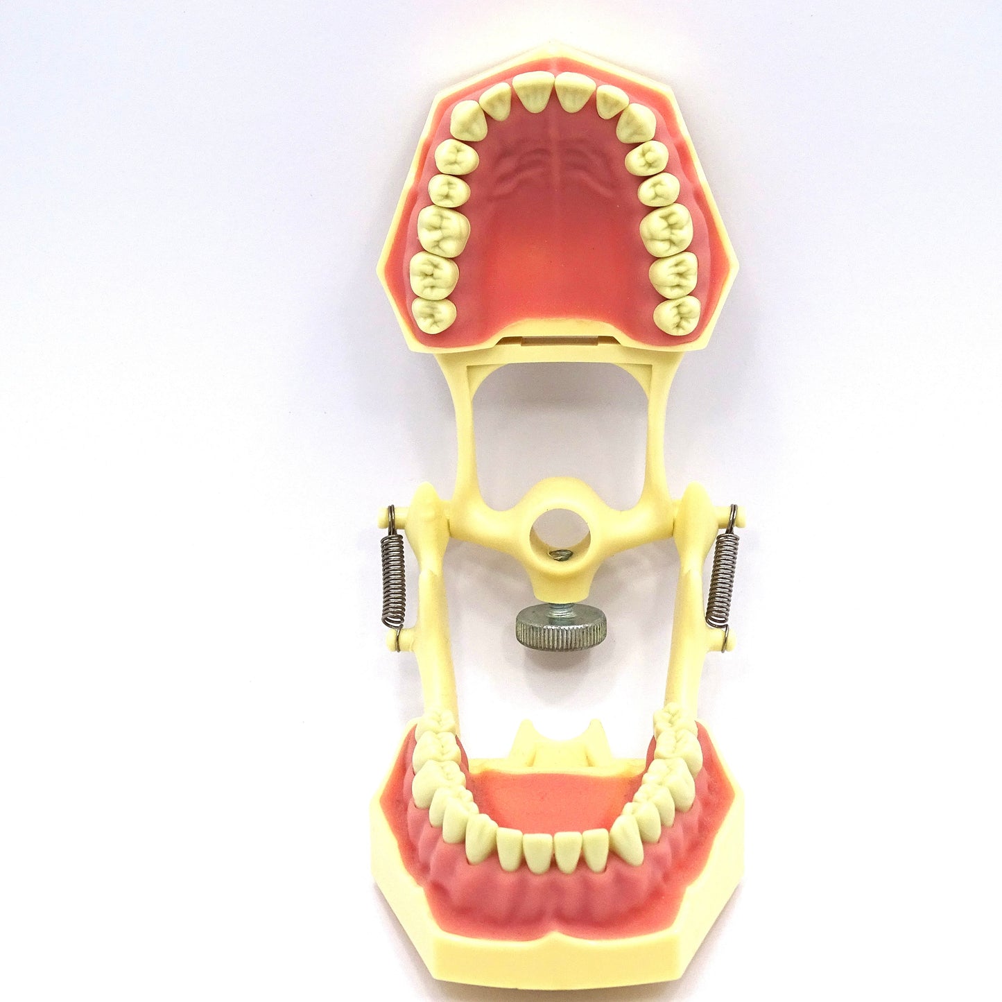Tipodonto Adulto 32 Dientes TF-A8014-2 Tipo Frasaco DT