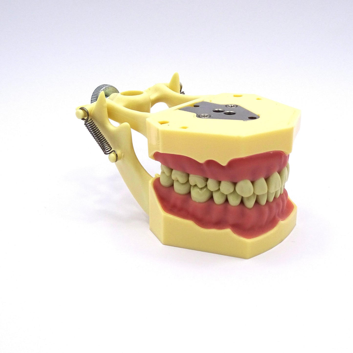 Tipodonto Adulto 32 Dientes TF-A8014-2 Tipo Frasaco DT