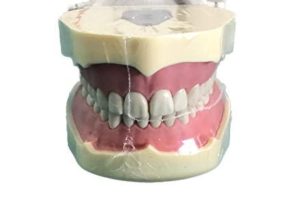 Tipodonto Adulto 28 Dientes TF-A8013-2 Tipo Frasaco DT