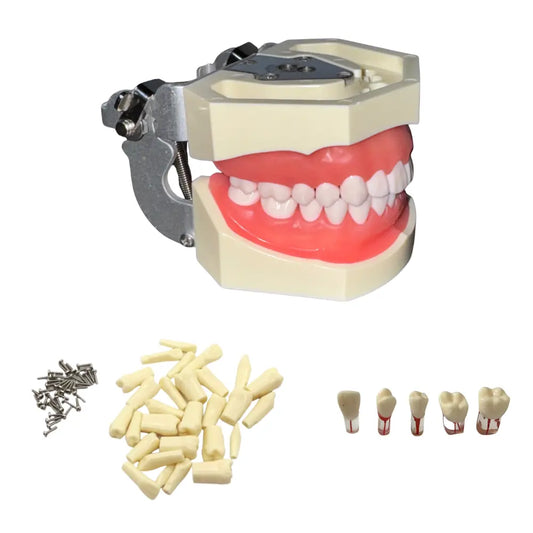 ProTrainer Adulto TN-A8011 Tipodonto Tipo Nissin 28 Dientes Y Repuestos DT