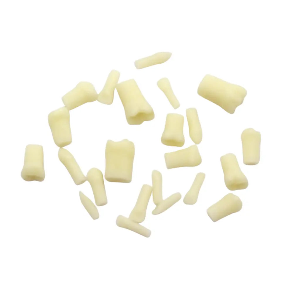 ProTrainer Infantil TN-A7014 Tipodonto Tipo Nissin 24 Dientes Y Repuestos DT