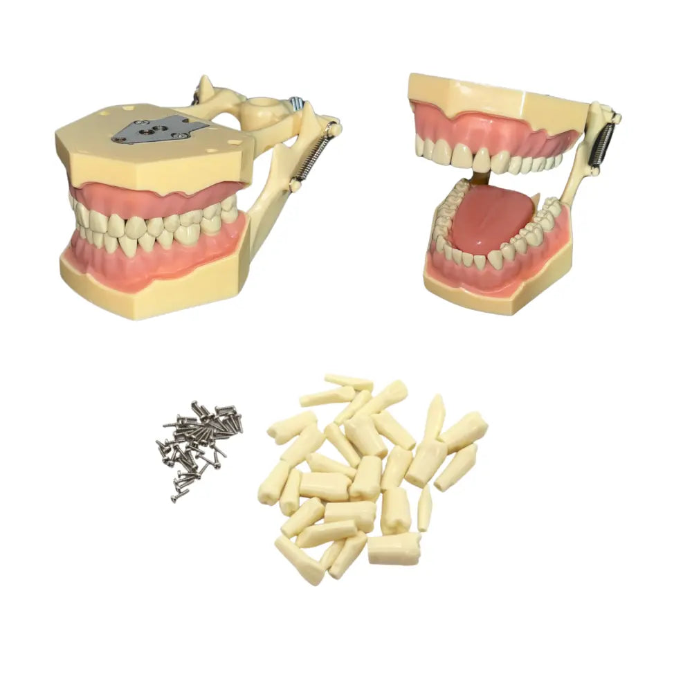 ProTrainer Adulto TF-A8013-2 Tipodonto Tipo Frasaco 28 Dientes Y Repuestos DT