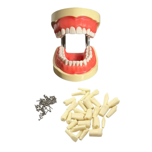 ProTrainer Adulto TN-A8012 Tipodonto Tipo Nissin 32 Dientes Y Repuestos DT