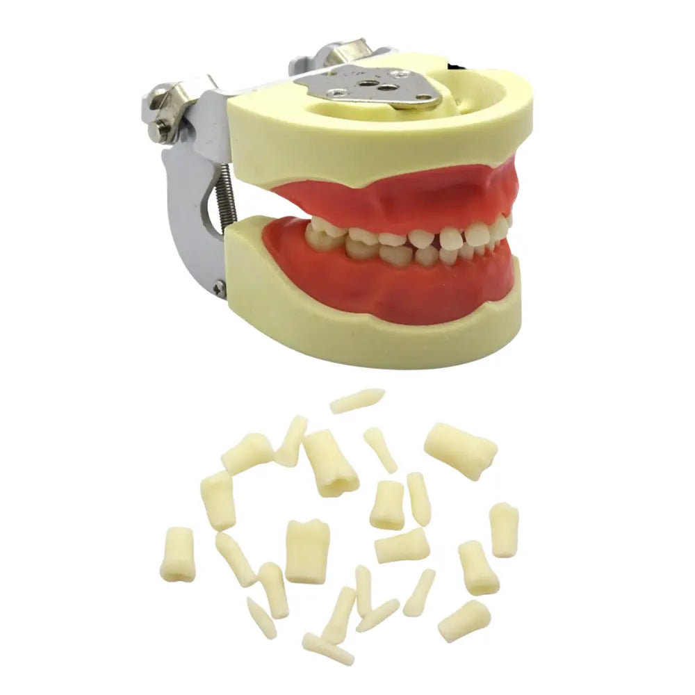 ProTrainer Infantil TN-A7014 Tipodonto Tipo Nissin 24 Dientes Y Repuestos DT