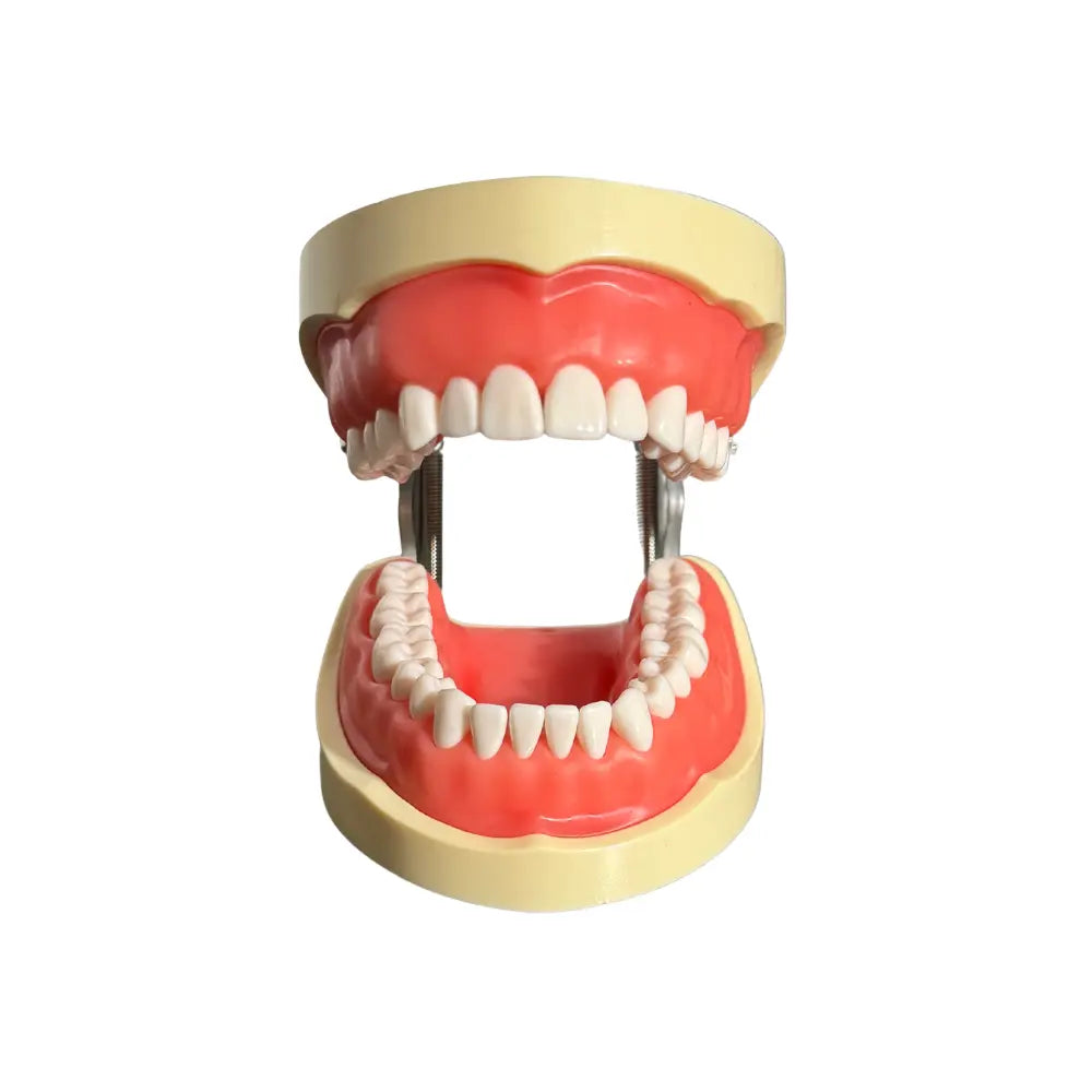 ProTrainer Adulto TN-A8012 Tipodonto Tipo Nissin 32 Dientes Y Repuestos DT