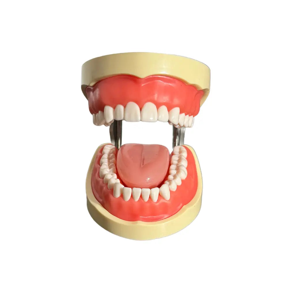 ProTrainer Adulto TN-A8012 Tipodonto Tipo Nissin 32 Dientes Y Repuestos DT