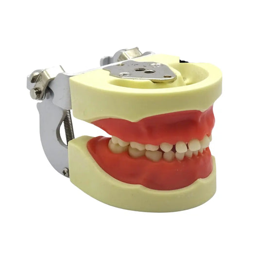 ProTrainer Infantil TN-A7014 Tipodonto Tipo Nissin 24 Dientes Y Repuestos DT