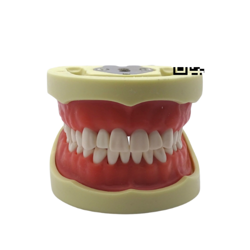 Tipodonto Adulto 32 Dientes TN-A8012 Tipo Nissin DT