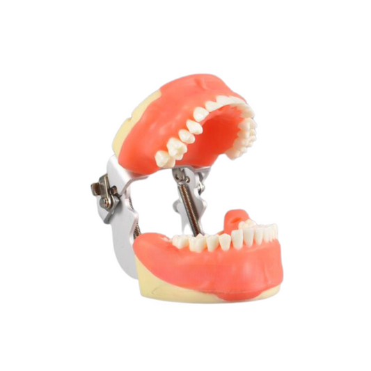 Tipodonto Cirugia TN-A4026 Adulto 28 Dientes DT